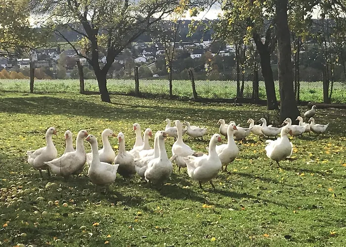 דירה Auf Dem Bauernhof In Hof Kleeberg Ii הכנבורג