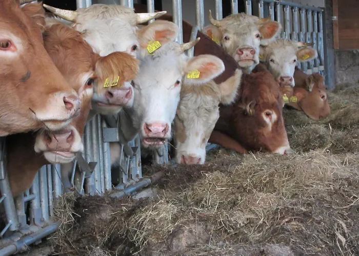 Auf Dem Bauernhof In Hof Kleeberg Ii הכנבורג