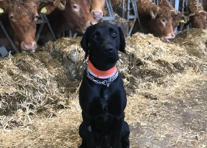 Auf Dem Bauernhof In Hof Kleeberg Ii דירה